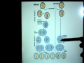 Meiosis and Mitosis Concepts