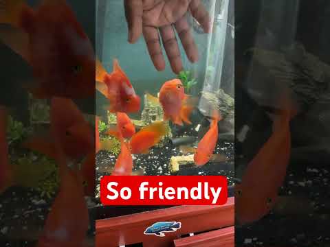 So friendly #music #rnb #luther #exoticaquariumfis 