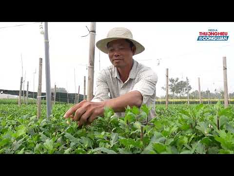 Làng hoa xã Mỹ Tân huyện Mỹ Lộc tỉnh Nam Định – Vùng đất của những sắc hoa