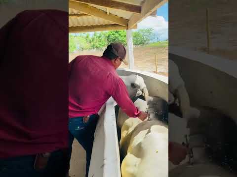 Dia de vermifuga 🐮🤠