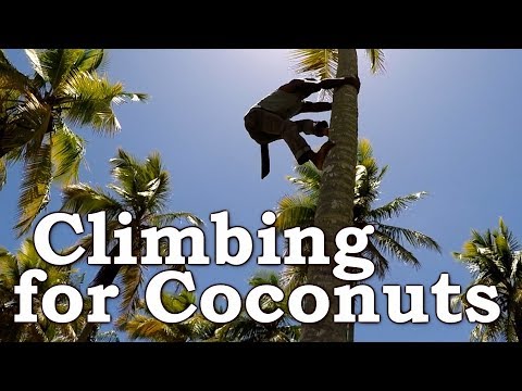 Climbing a Coconut Tree With No Tools
