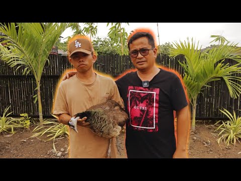 COBRA attack! The Hardest Goodbye: Remembering Our Beloved Veronica the Peahen