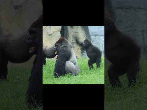 gorilla play with Daddy 😆 #gorillatag #金剛猩猩 #台北市立動物園 #taipeizoo #shorts サムネイル