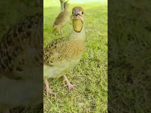 teetar voice 🔥#viral #foryou