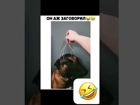 СОБАКА ОТ КАЙФА ЗАГОВОРИЛА ПО ЧЕЛОВЕЧИ ?