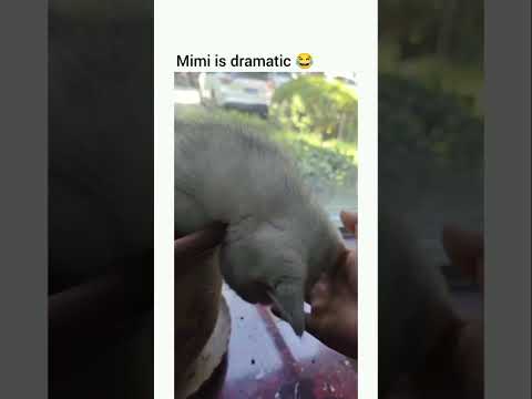 Owner was SO SCARED and thought her CAT had DIED! #catshorts #funnycatvideos #catlovers