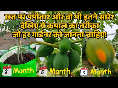 ग्रो बैग में पपीता उगाएं घर की छत पर | टेरेस गार्डन में पपीता कैसे उगाएं? How to Grow Papaya