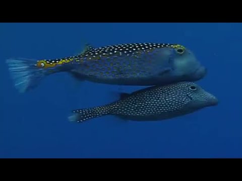 Underwater Mating | Battle of the Sexes in the Animal World | BBC Earth