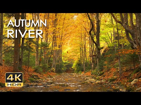 4K HDR Autumn River Sounds & Falling Leaves - Babbling Stream & Fall Forest Colors - Relax/ Sleep