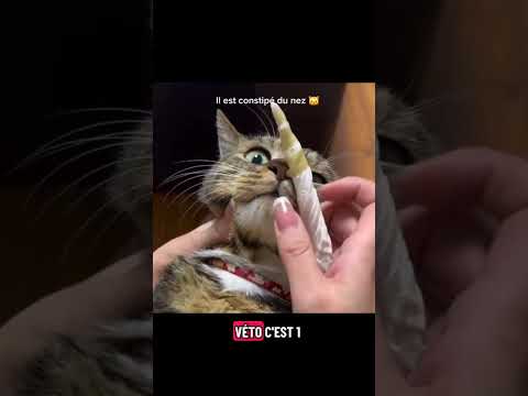 Téma le r'nouna 🤣🐱#humour #pourtoi #drole #chat #veterinary