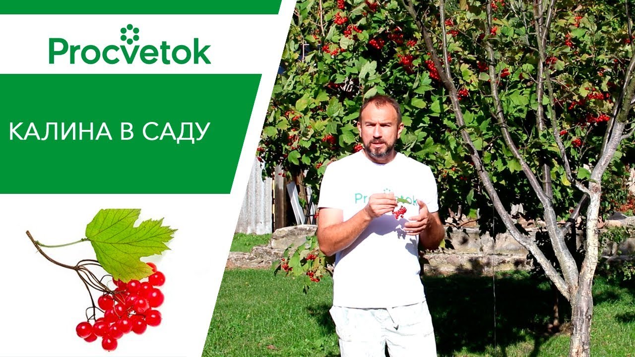 Почему ягода калина так нужна для вашего здоровья.