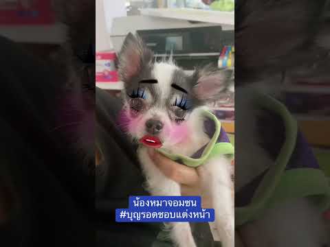 #น้องหมาจอมซน🐶🐶#บุญรอด #บุญรอดรักการแต่งหน้า