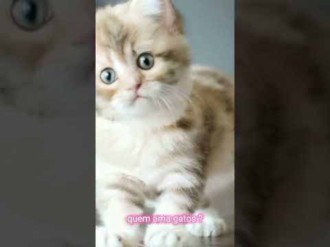 fofo #cat #cute #cuteanimal #tv #gatuno #animacao