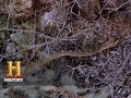 Understanding the Green Mojave Snake