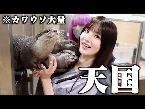 【癒し】ゼロ距離で触れ合えるカワウソカフェ行ってきたら天国すぎた