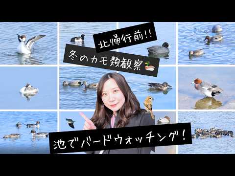 【北帰行前】冬のカモ観察|池を一周してきました🦆