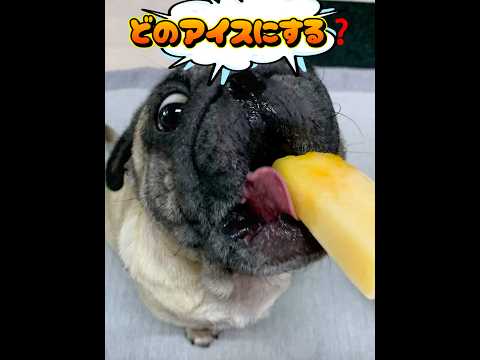 どのアイスにする? #パグ #うまい #アイス #暑い日