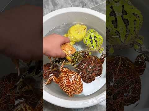 蛙哥日常泡澡补钙 #funny #animals