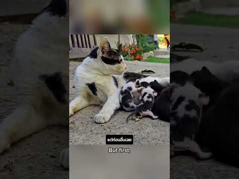 ถ้าเป็นคุณ คุณจะนำสิ่งที่รักที่สุดไปฝากไว้กับคนแปลกหน้ามั้ย? #animals #นั่งลงไอ้หนูพี่จะเล่าให้ฟัง