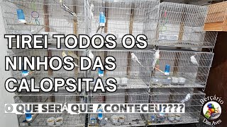 Tirei Todos Os Ninhos Das Minhas Calopsitas