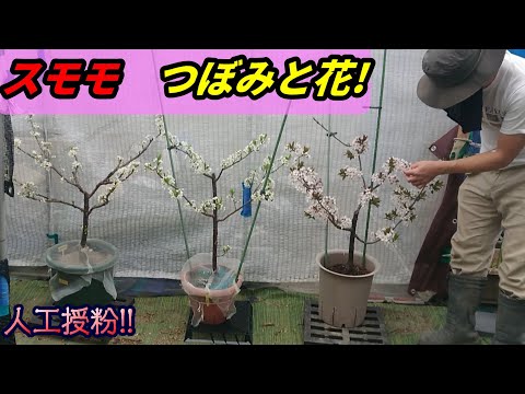 スモモ果樹栽培4鉢、3月のつぼみと花！人工授粉！李　（25年3月中下旬）