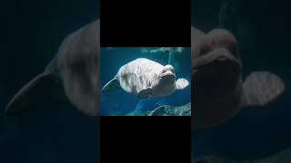 How Animals Look Pregnant