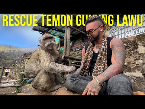 RESCUE TEMON MONYET GUNUNG LAWU DI WARUNG TERTINGGI DI INDONESIA!! 3265MDPL #KINGOFTHEJUNGLE