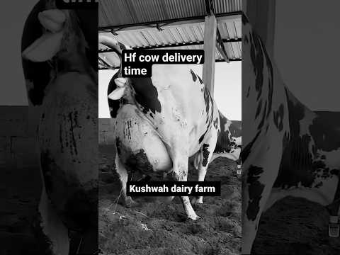 Hf cow Delivery time.Kushwah ji ka dairy farm #dairyvlog #buffaloshorts #dairyfarm