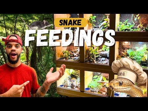 Feeding ALL My Snakes In My Custom REPTILE Display!