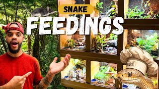 Feeding ALL My Snakes In My Custom REPTILE Display!