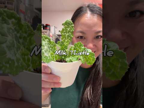 How I Got A Milk Thistle Plant
