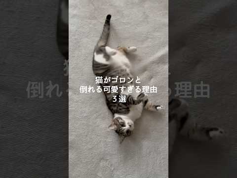 猫がゴロンと倒れる理由を紹介｜かわいい瞬間と気になる理由 サムネイル