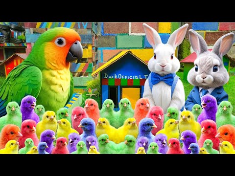 Catch Millions of cute chickens, colorful chickens, rainbow chicken ducklings, rabbits, Cute Animals