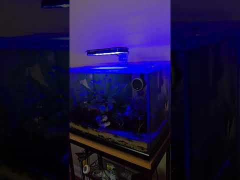 SMH! #pets #fishtank #cool #shorts #shortsvideo #viral #viralvideo #youtubeshorts #youtube