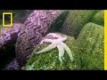 Sea Star Wasting Disease Insights