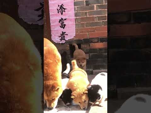 Daniel is having a peaceful meal with his future generation as king was not there.