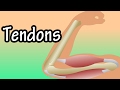 Understanding Tendons