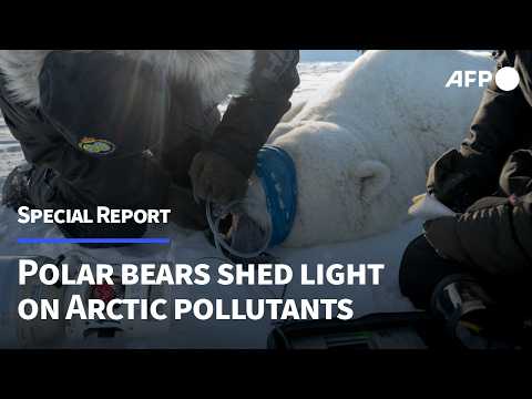 Polar bears shed light on Arctic pollutants | AFP