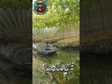 Cách Xịt Thuốc Cho Vườn Nho Siêu Nhanh #shortvideo #farmer #nongnghiep #nongdan