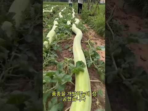 길이 20미터 수박, 중국 농업의 100년 앞선 기술