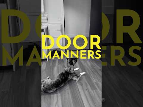 How to teach your dog not to go out the front door without permission #dogtrainer