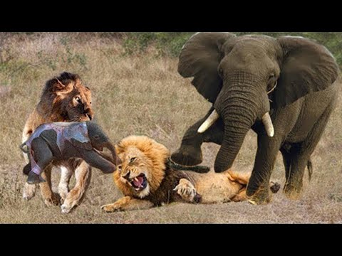 "عالم الحيوان:🦁أقترب هذا الأسد من الفيل الأم 🐘 وصغيرها 🐘👶،ولكن ما حدث أدهش الجميع! 😱"#عالم_الحيوان