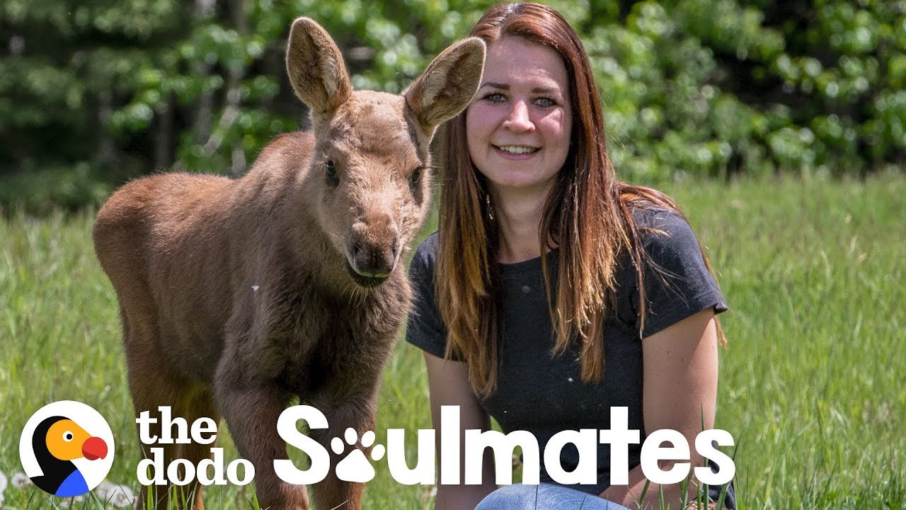 A Baby Moose Adopted This Woman as Her Mom Soulmates