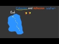Cohesion and Adhesion in Water