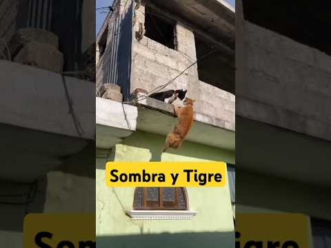 Sombra y Tigre