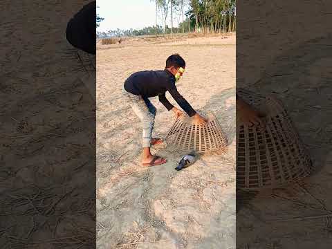 কবুতর ঝাপ দেওয়া চ্যালেঞ্জ #shorts #shortsyoutube#shortvideo #shortsviral #shorts #shortsvideo