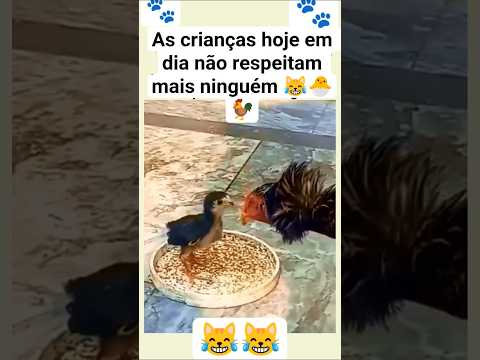 Falta de respeito total 😹😹😹😹🐣🐓 #shorts #short #viral #viralvideo #funny #memes #pets #cat