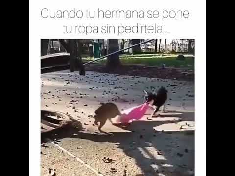 "Ropa en Disputa: Las Hermanas Mascotas y Su Divertida Pelea"
