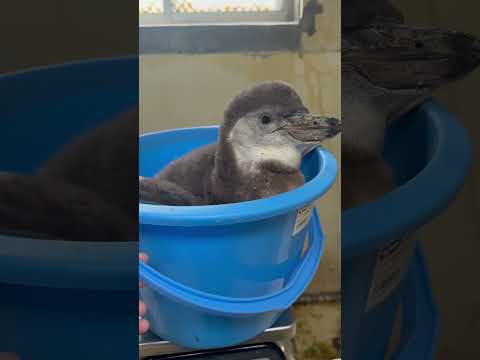 猫の動画サムネイル - 4/15ふ化🐣フンボルトペンギン生後53日目