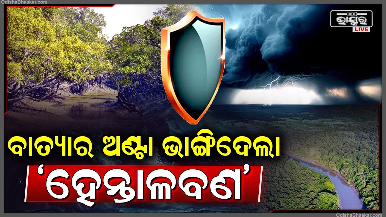 ବାତ୍ୟା "ଦାନା"ର ଅଣ୍ଟା ଭାଙ୍ଗିଦେଲା ହେନ୍ତାଳ ବଣ ....କରିବାକୁ ଦେଲାନି କୌଣସି କ୍ଷତି Cyclone Dana Update